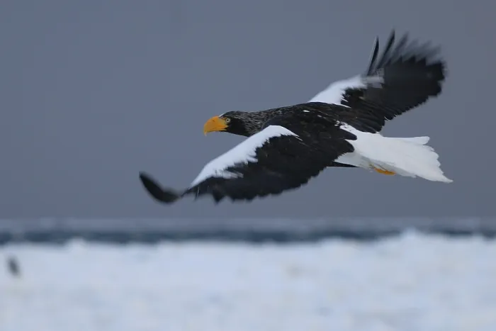 Framed Print : Steller's Sea Eagle (Haliaeetus pelagicus) flying