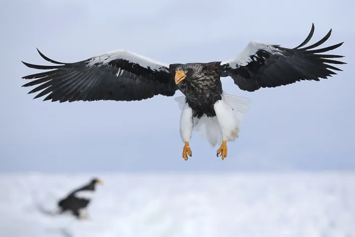 Framed Print : Steller's Sea Eagle (Haliaeetus pelagicus) flying Framed Print : Steller's Sea Eagle (Haliaeetus pelagicus) flying