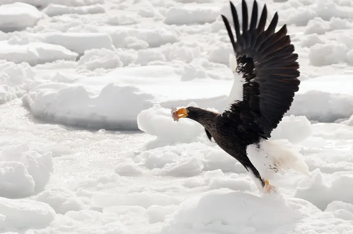 Framed Print : Steller's sea eagle (Haliaeetus pelagicus) flying Framed Print : Steller's sea eagle (Haliaeetus pelagicus) flying