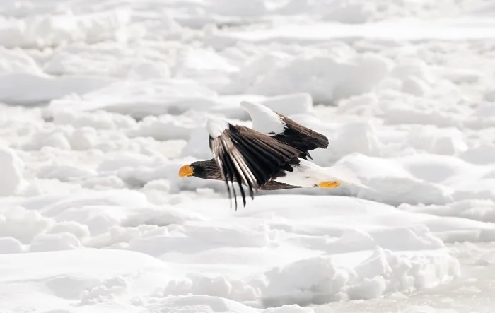 Framed Print : Steller's sea eagle (Haliaeetus pelagicus) flying Framed Print : Steller's sea eagle (Haliaeetus pelagicus) flying