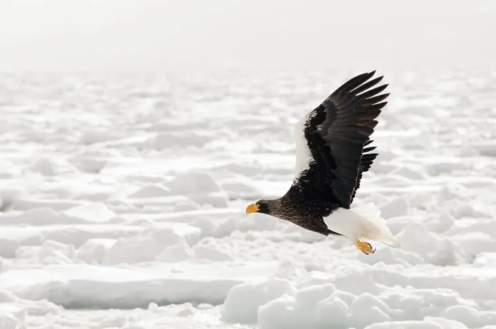 Framed Print : Steller's sea eagle (Haliaeetus pelagicus) flying Framed Print : Steller's sea eagle (Haliaeetus pelagicus) flying