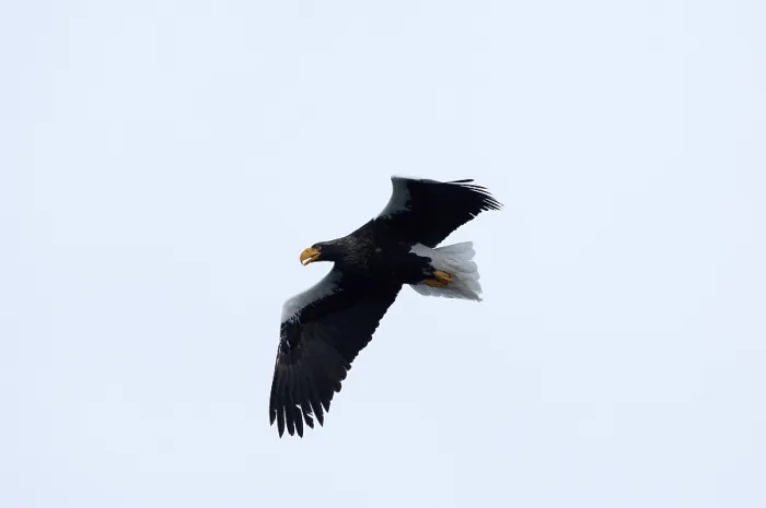 Framed Print : Steller's sea eagle (Haliaeetus pelagicus) flying Framed Print : Steller's sea eagle (Haliaeetus pelagicus) flying