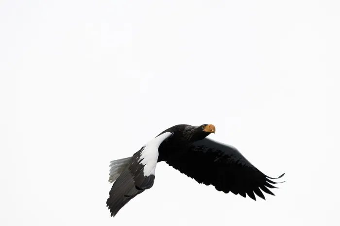 Framed Print : Steller's sea eagle (Haliaeetus pelagicus) flying