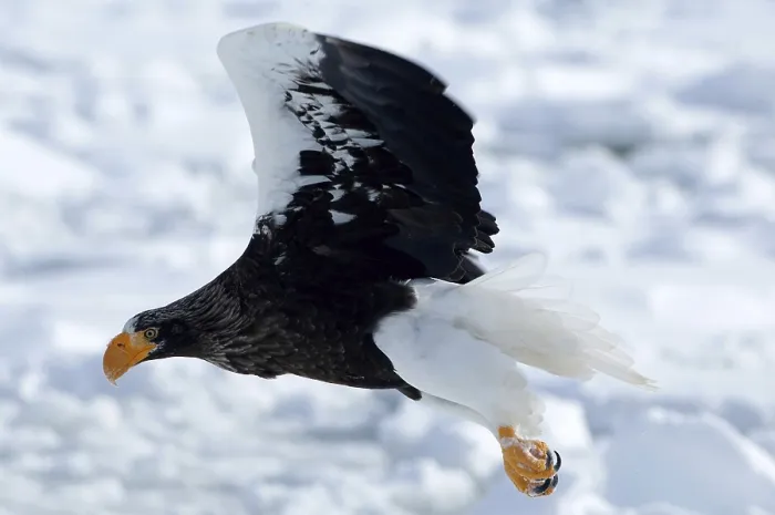 Framed Print : Steller's sea eagle (Haliaeetus pelagicus) flying