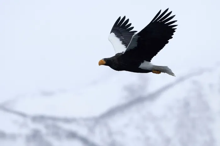 Framed Print : Steller's sea eagle (Haliaeetus pelagicus) flying