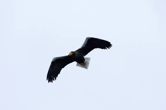 Framed Print : Steller's sea eagle (Haliaeetus pelagicus) flying