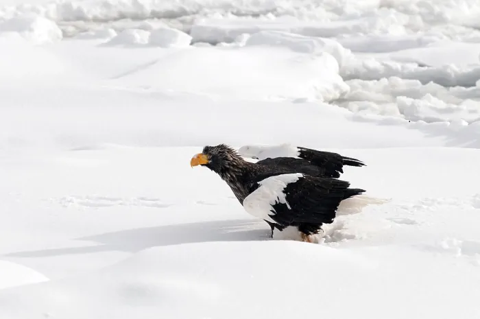 Framed Print : Steller's sea eagle (Haliaeetus pelagicus) on the pack