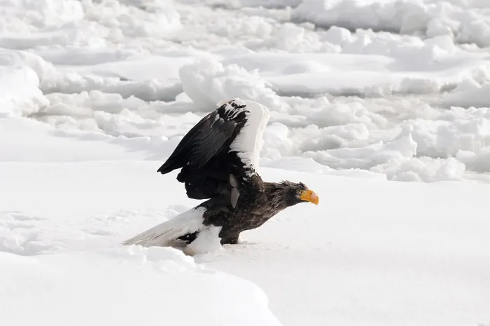 Framed Print : Steller's sea eagle (Haliaeetus pelagicus) on the pack