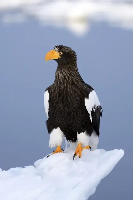 Framed Print : Steller's Sea Eagle (Haliaeetus pelagicus) perched on floating ice