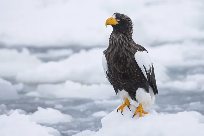 Framed Print : Steller's Sea Eagle (Haliaeetus pelagicus) on snow Framed Print : Steller's Sea Eagle (Haliaeetus pelagicus) on snow
