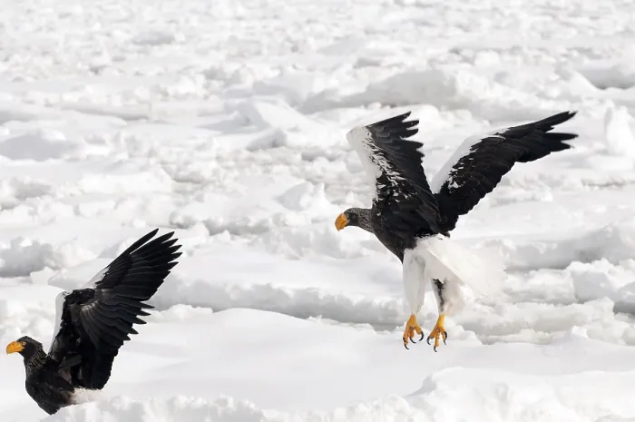 Framed Print : Steller's sea eagle (Haliaeetus pelagicus) take-off
