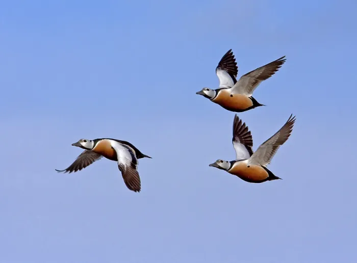 Framed Print : Steller's steller's eider (Polysticta stelleri) three adult males