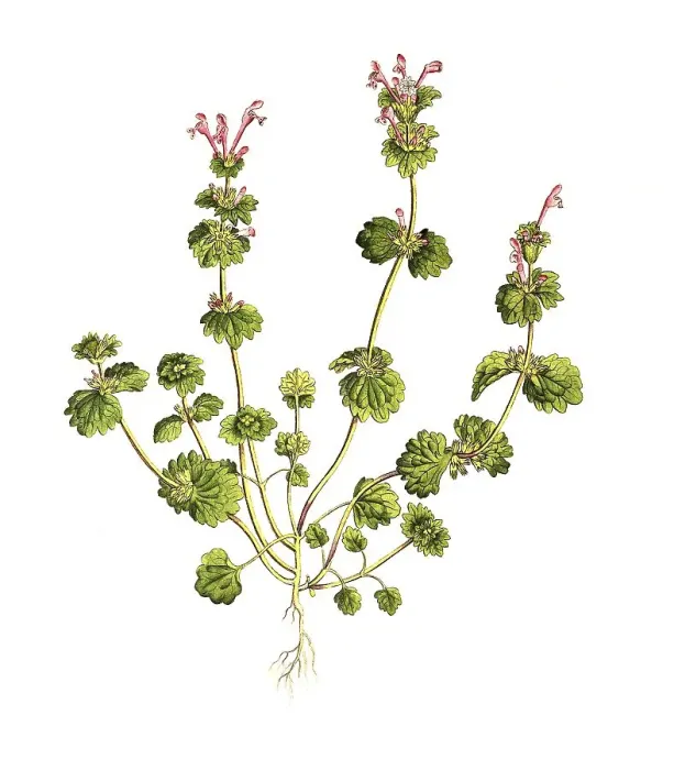 Framed Print : Stem-enclosing deadnettle (Lamium) amplexicaule Framed Print : Stem-enclosing deadnettle (Lamium) amplexicaule