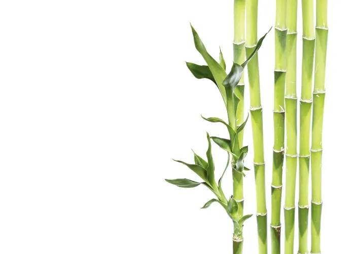 Framed Print : Several stem of Lucky Bamboo (Dracaena Sanderiana) with green leaves Framed Print : Several stem of Lucky Bamboo (Dracaena Sanderiana) with green leaves