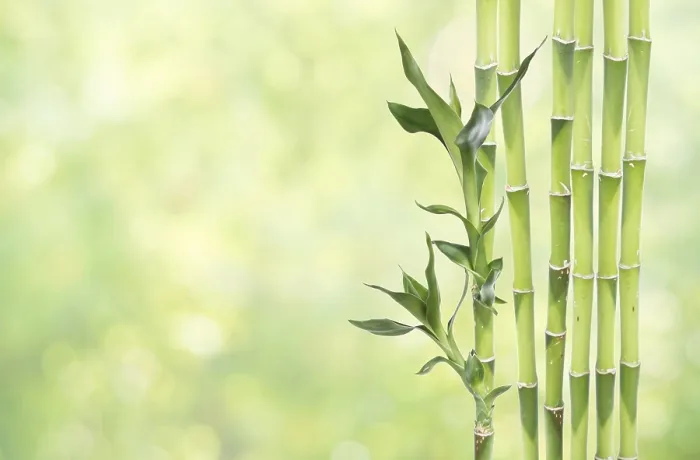 Framed Print : Several stem of Lucky Bamboo (Dracaena Sanderiana) with green leaves Framed Print : Several stem of Lucky Bamboo (Dracaena Sanderiana) with green leaves