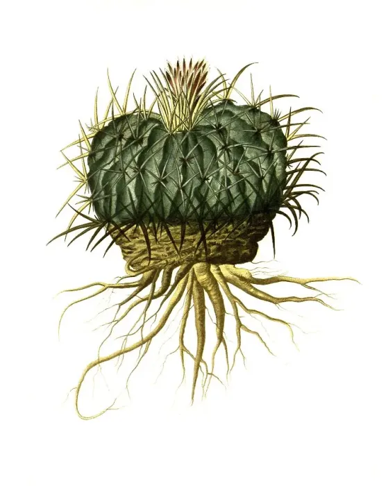 Framed Print : Stenocactus (cactaceae) obvallatus is a species of plant in the genus Stenocactus of the family