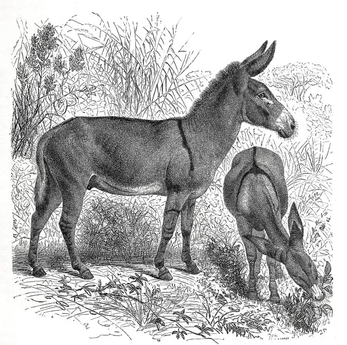 Framed Print : Steppe ass, Nubian wild ass (Equus asinus africanus)
