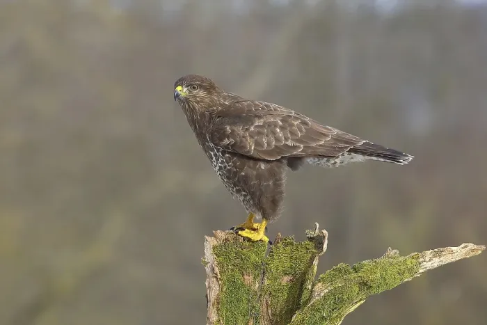 Framed Print : Steppe buzzard (Buteo buteo) adult bird standing on moss-covered tree stump