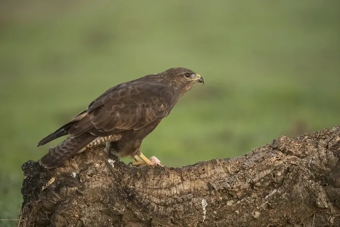 Framed Print : Steppe buzzard (Buteo buteo), Extremadura