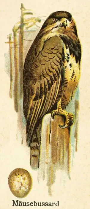 Framed Print : Steppe buzzard (Buteo buteo), forest