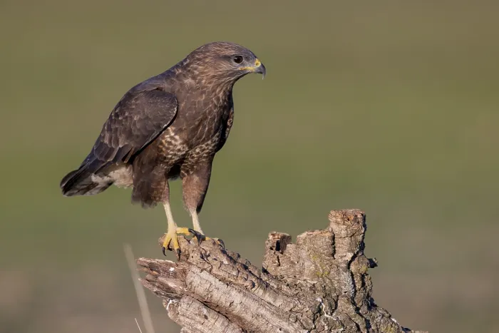 Framed Print : Steppe buzzard (Buteo buteo), on root Framed Print : Steppe buzzard (Buteo buteo), on root