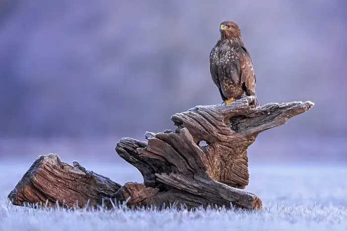 Framed Print : Steppe buzzard (Buteo buteo) on root in sunrise
