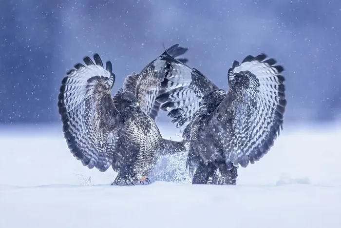 Framed Print : Steppe buzzard (Buteo buteo) Territorial dispute between two birds of prey