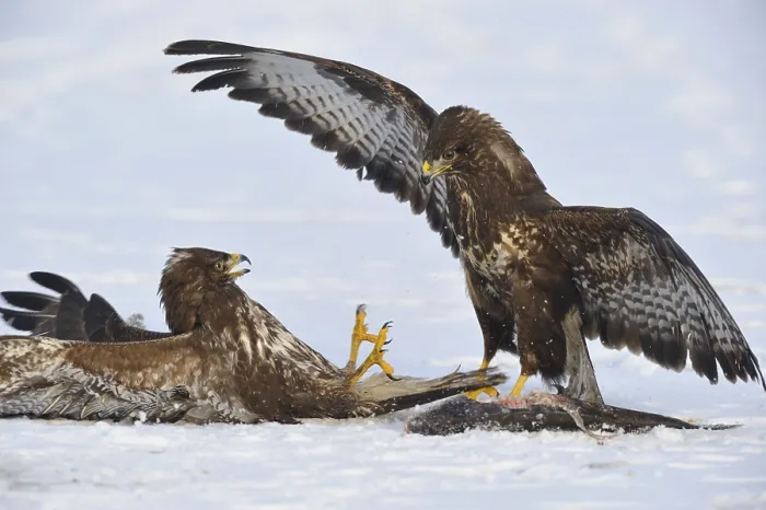 Framed Print : Steppe buzzards (Buteo buteo) with fish
