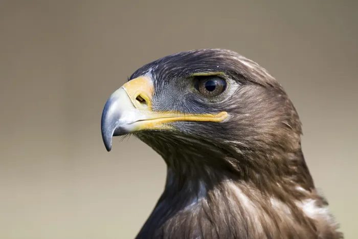 Framed Print : Steppe Eagle (Aquila nipalensis)