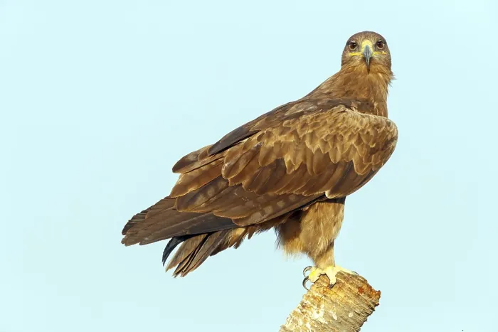 Framed Print : Steppe eagle, (Aquila nipalensis) Framed Print : Steppe eagle, (Aquila nipalensis)