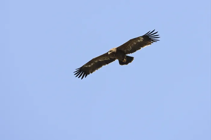 Framed Print : Steppe Eagle (Aquila nipalensis)