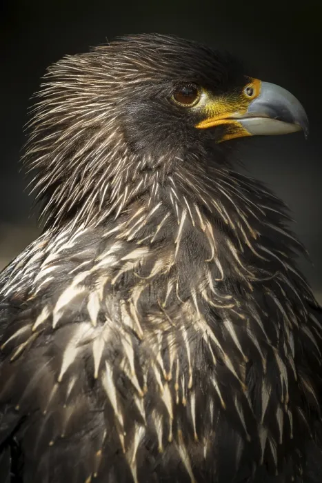 Framed Print : Steppe Eagle (lt. Aquila nipalensis)