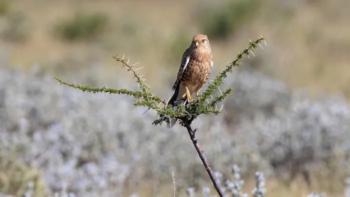 Framed Print : Steppe falcon on a branch in Etosha National Park in Namibia