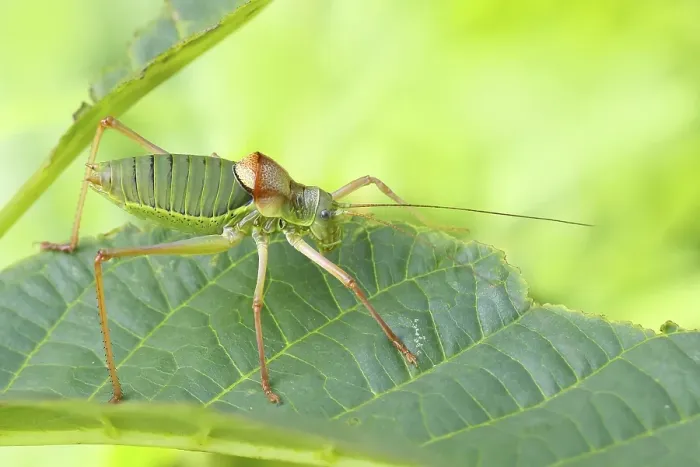 Framed Print : Steppe saddle grasshopper, saddle-backed bush cricket (Ephippiger ephippiger)