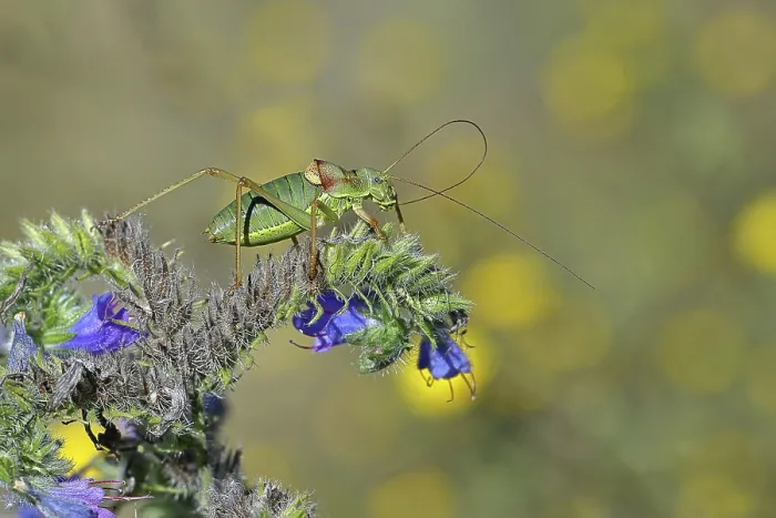 Framed Print : Steppe saddle grasshopper, Steppe saddle grasshopper (Ephippiger ephippiger) Framed Print : Steppe saddle grasshopper, Steppe saddle grasshopper (Ephippiger ephippiger)