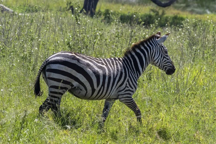 Framed Print : Steppe zebra (Equus quagga) or horse zebra Framed Print : Steppe zebra (Equus quagga) or horse zebra