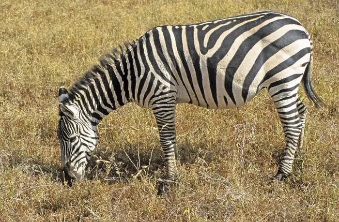 Framed Print : Steppe zebra (Equus quagga), Ngorongoro Crater