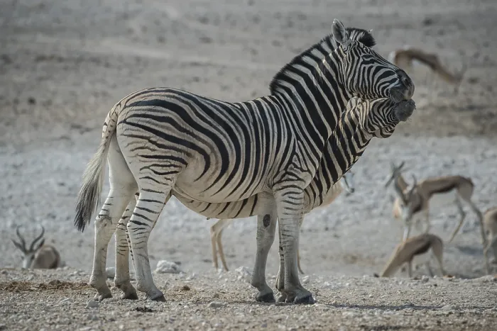 Framed Print : Steppe zebras (Equus burchelli)