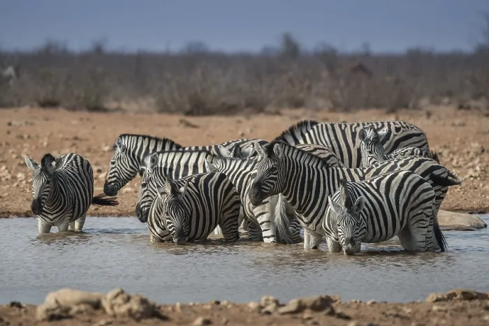 Framed Print : Steppe zebras (Equus burchelli) drinking in a waterhole