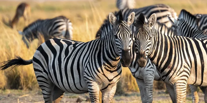Framed Print : Two steppe zebras (Equus quagga) Framed Print : Two steppe zebras (Equus quagga)