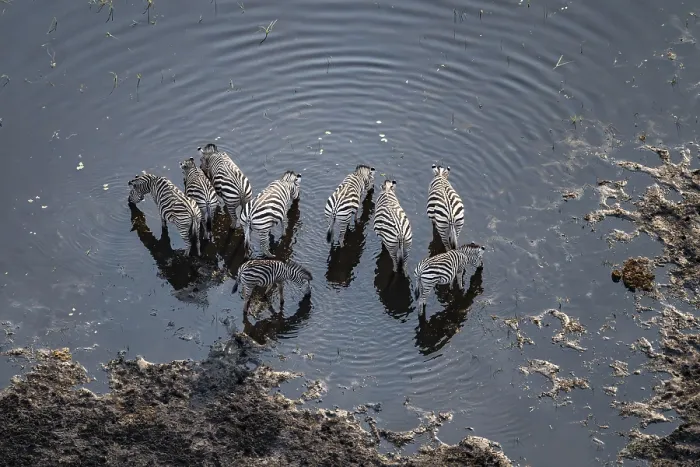 Framed Print : Steppe zebras (Equus quagga) drinking by the river