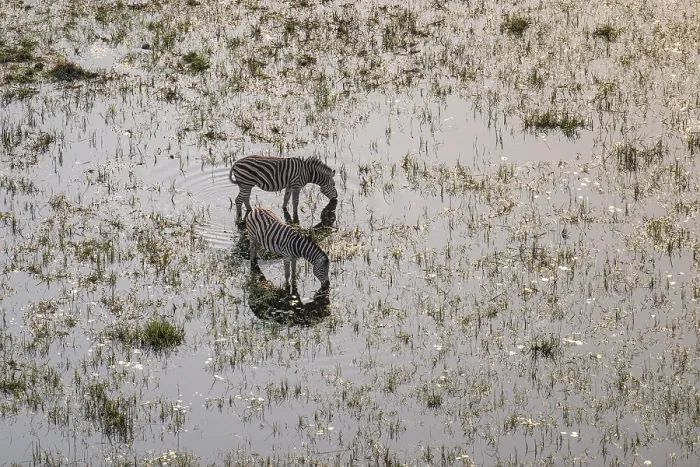 Framed Print : Steppe zebras (Equus quagga) drinking by the river