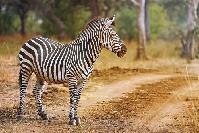 Framed Print : Steppenzebra (Equus quagga), Liwonde-Nationalpark Framed Print : Steppenzebra (Equus quagga), Liwonde-Nationalpark