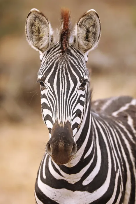 Framed Print : Steppenzebra, S Framed Print : Steppenzebra, S