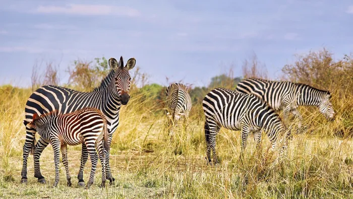 Framed Print : Steppenzebras (Equus quagga) mit einem Jungtier Framed Print : Steppenzebras (Equus quagga) mit einem Jungtier