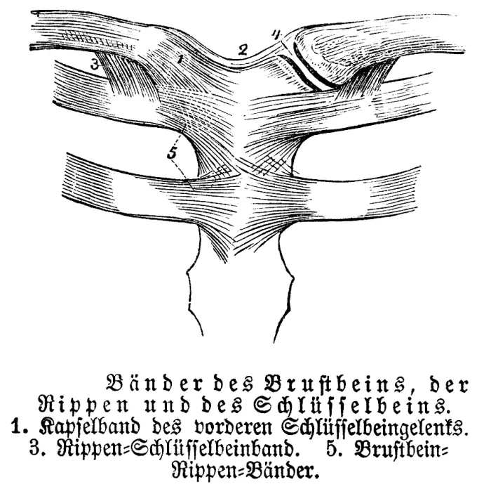 Framed Print : Sternum, ribs, collarbone, tendons Framed Print : Sternum, ribs, collarbone, tendons