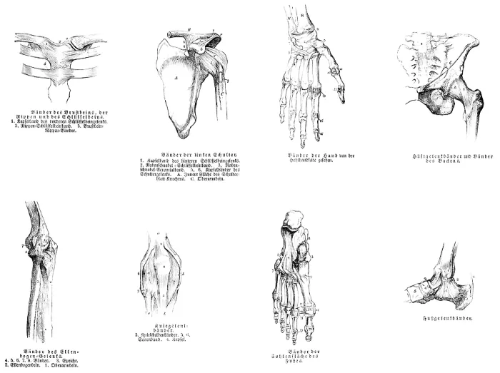 Framed Print : Sternum, shoulder, hand, pelvis Framed Print : Sternum, shoulder, hand, pelvis