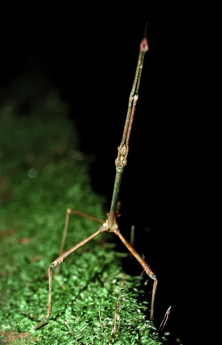 Framed Print : Stick insect, Phasmatidea, Phamida Framed Print : Stick insect, Phasmatidea, Phamida