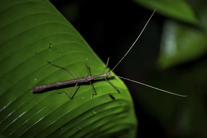 Framed Print : Stick insect (Phasmatodea) sitting on a leaf Framed Print : Stick insect (Phasmatodea) sitting on a leaf
