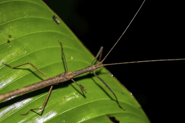 Framed Print : Stick insect (Phasmatodea) sitting on a leaf Framed Print : Stick insect (Phasmatodea) sitting on a leaf